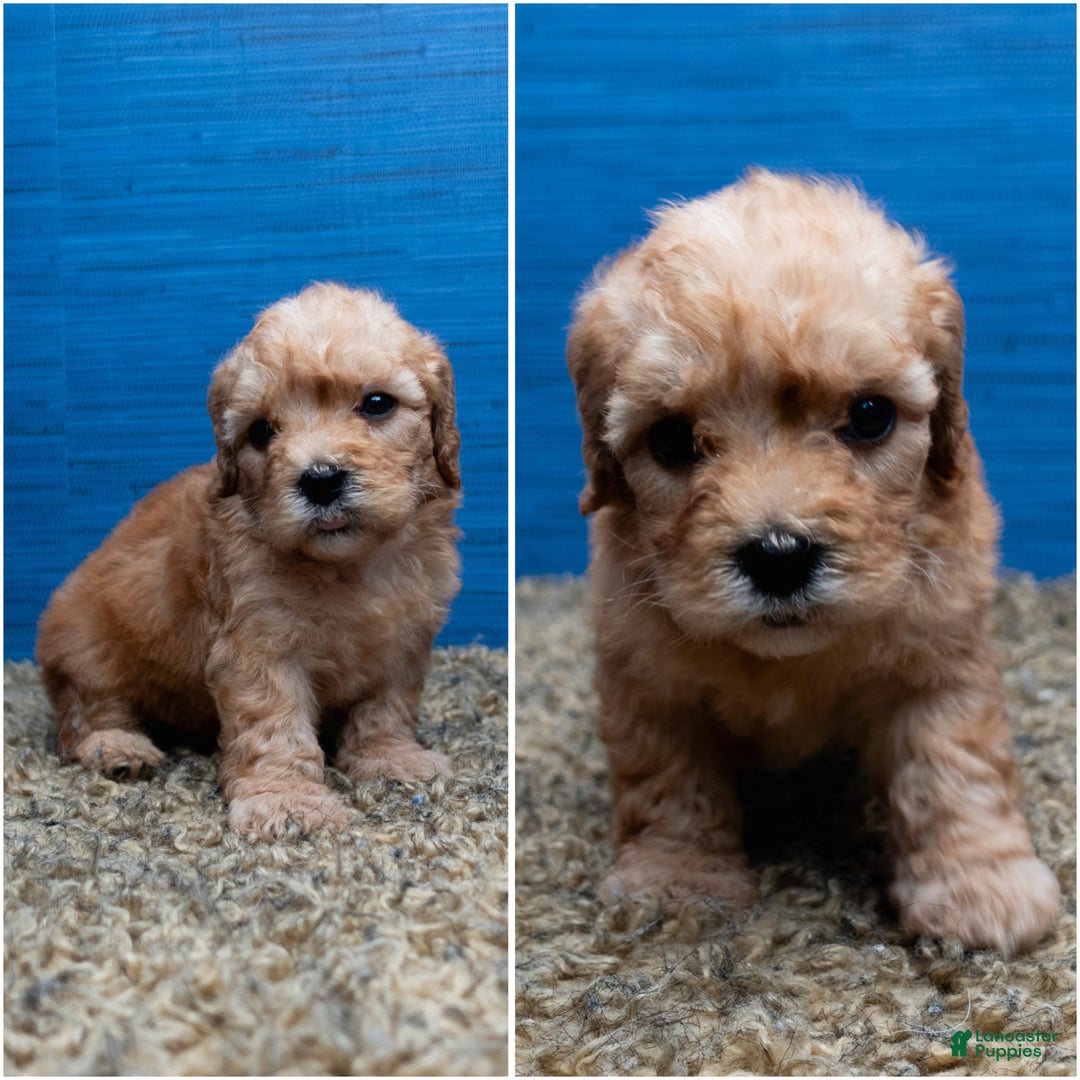 Cavapoo dogs for sale: Luke - Image 3