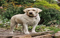 Labrador Retriever dogs for sale: Rileys Rosie - Image 7