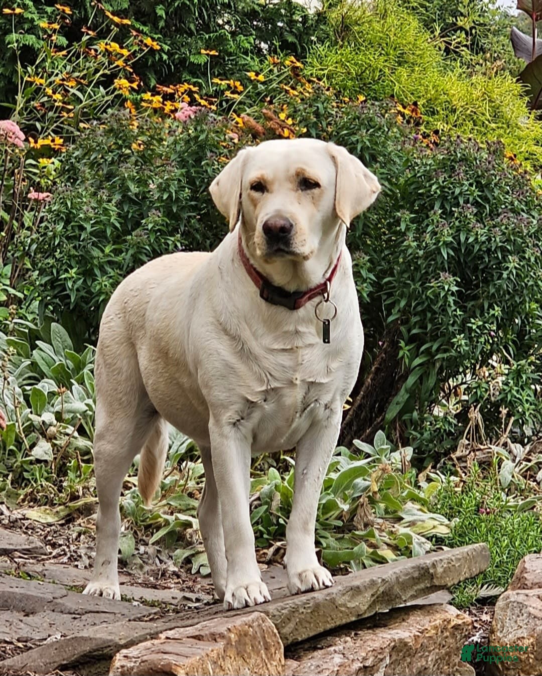Labrador Retriever dogs for sale: Rileys Rosie - Image 7
