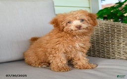 Bichpoo dogs for sale: Julian - Image 2