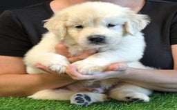 Golden Retriever dogs for sale: Gus - Image 1
