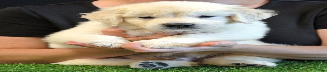 Gus