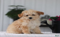 Havapoo dogs for sale: Miley - Image 11