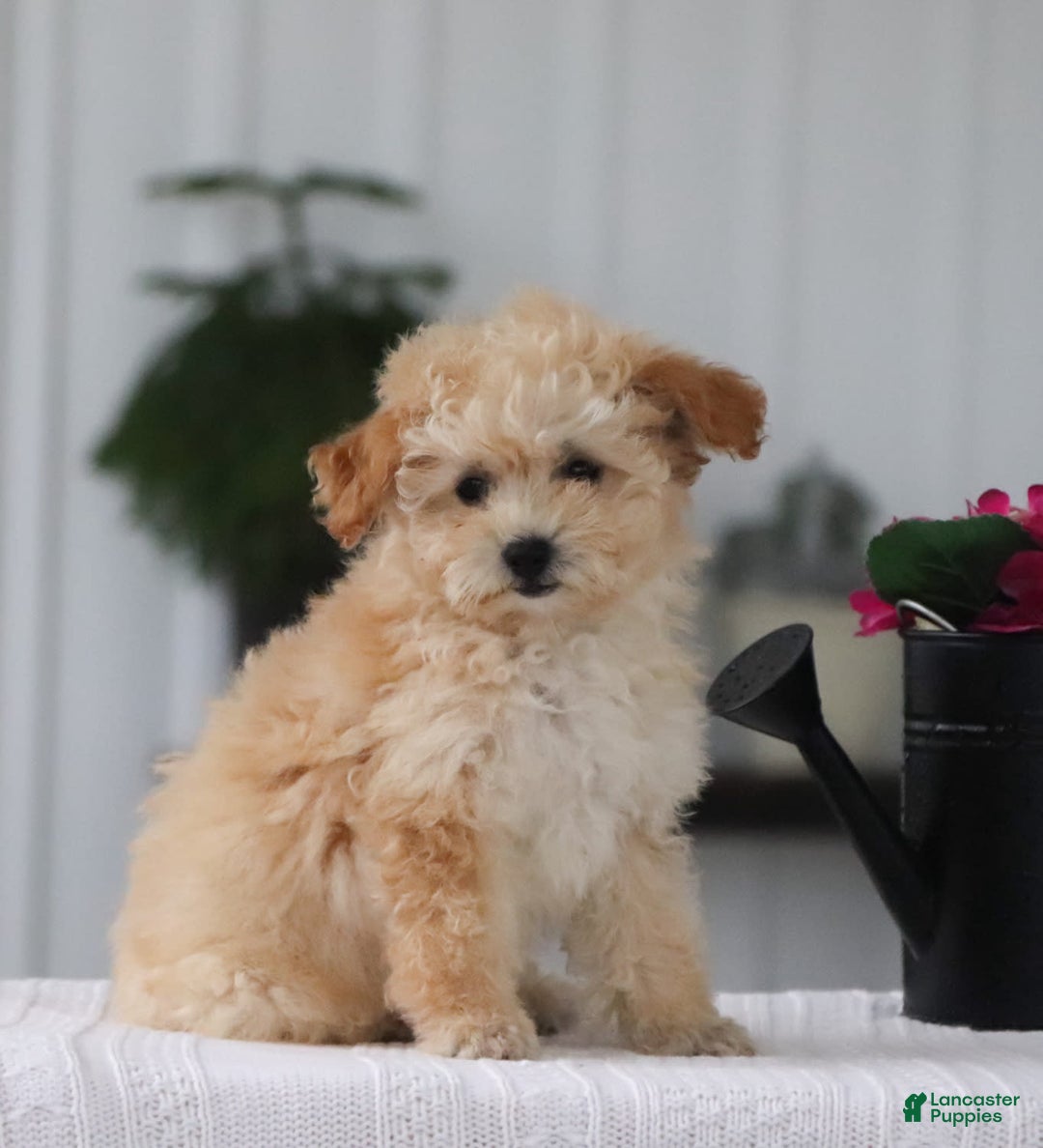 Havapoo dogs for sale: Miley - Image 11