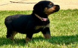 Rottweiler dogs for sale: Pink Collar - Image 7