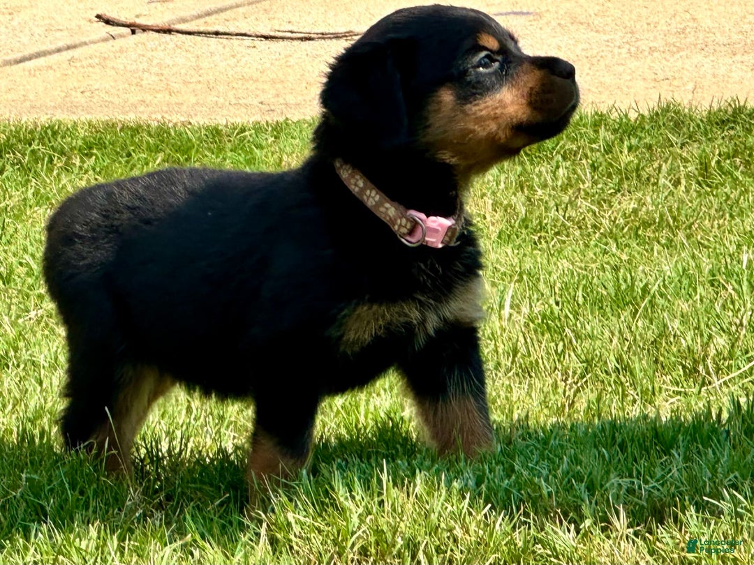 Rottweiler dogs for sale: Pink Collar - Image 7