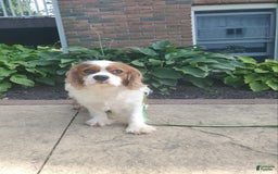 Cavalier King Charles Spaniel dogs for sale: Harrison - Image 10