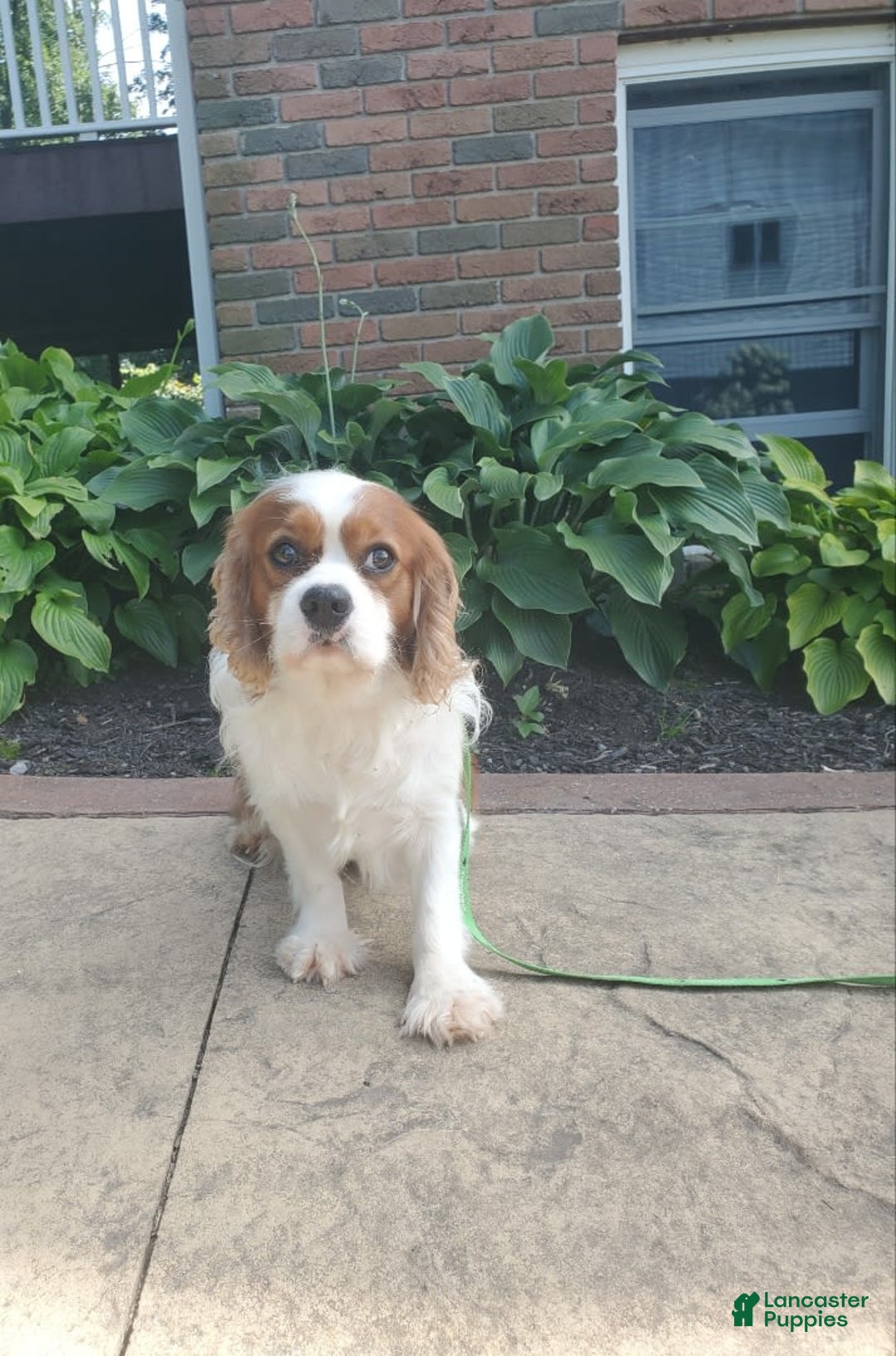 Cavalier King Charles Spaniel dogs for sale: Harrison - Image 10