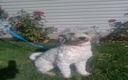 Mini Bernedoodle dogs for sale: Mabel - Image 10
