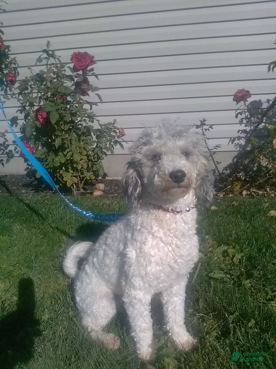 Mini Bernedoodle dogs for sale: Mabel - Image 10