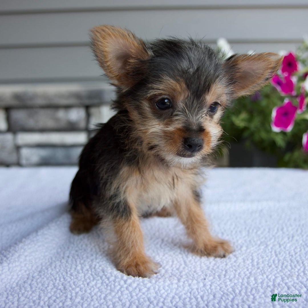 Yorkshire Terrier dogs for sale: Titus - Image 3