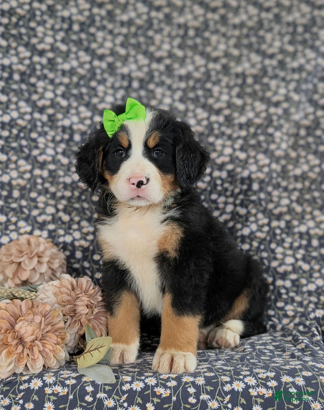 Bernese Mountain Dog dogs for sale: Genessa - Image 3