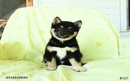 Shiba Inu dogs for sale: Justin - Image 1