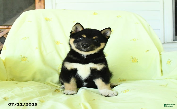 Shiba Inu dogs for sale - Ad 3