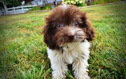 Havapoo dogs for sale: Hero - Image 7