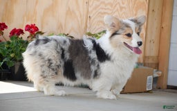 Welsh Corgi Pembroke dogs for sale: Abigail - Image 1