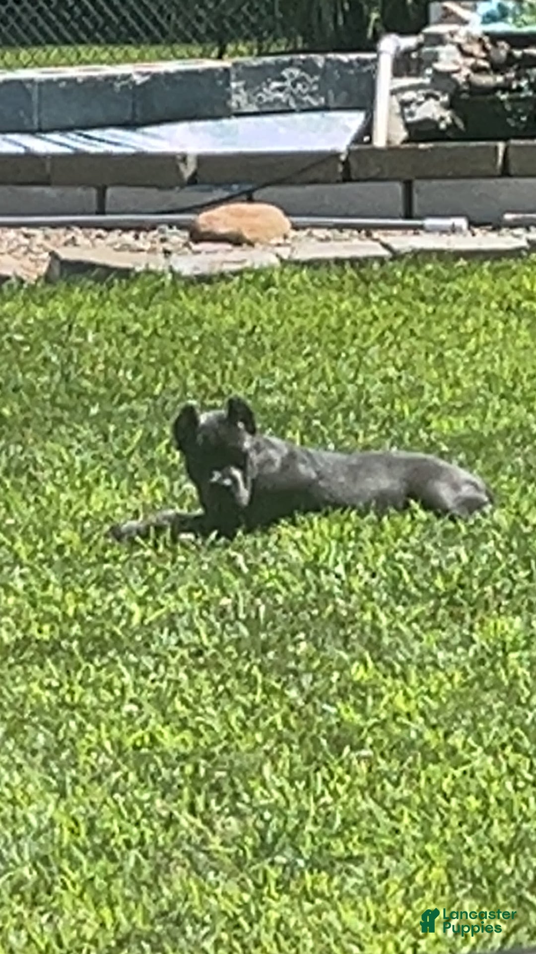 Cane Corso dogs for sale: Bella - Image 3