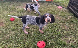 Coonhound dogs for sale: Thor - Image 2