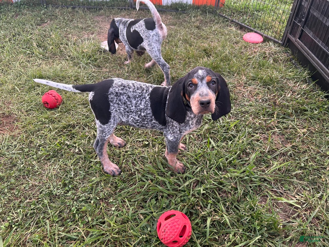 Coonhound dogs for sale: Thor - Image 2