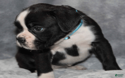 Boxer dogs for sale: Teal Collar Female - Image 2