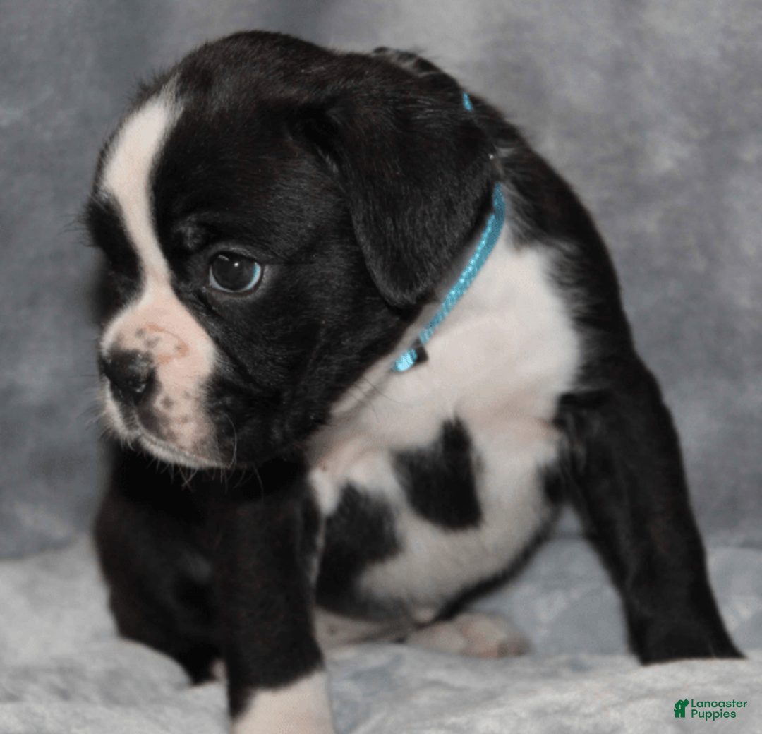 Boxer dogs for sale: Teal Collar Female - Image 2