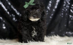 Miniature Poodle dogs for sale: Tate - Image 6