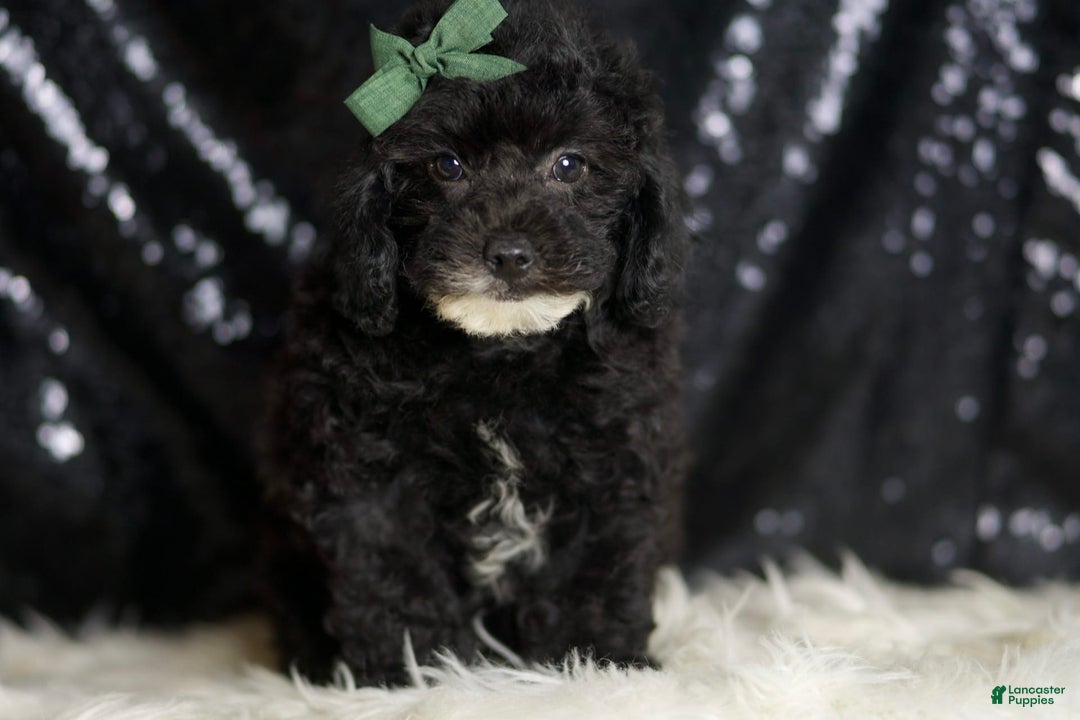 Miniature Poodle dogs for sale: Tate - Image 6