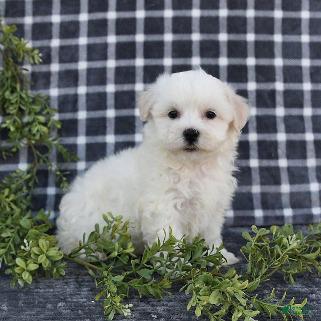Havanese dogs for sale: Chadwin - Image 1