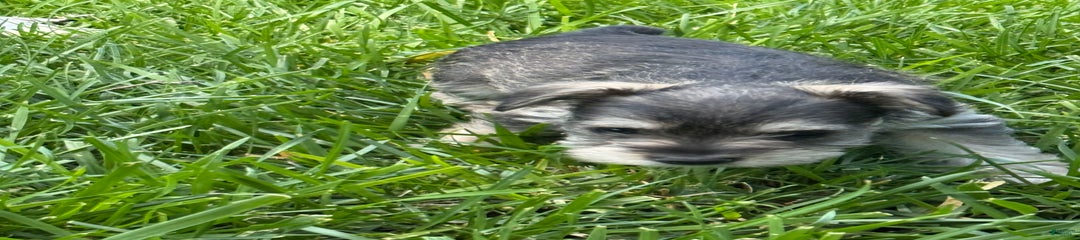 Hilde
