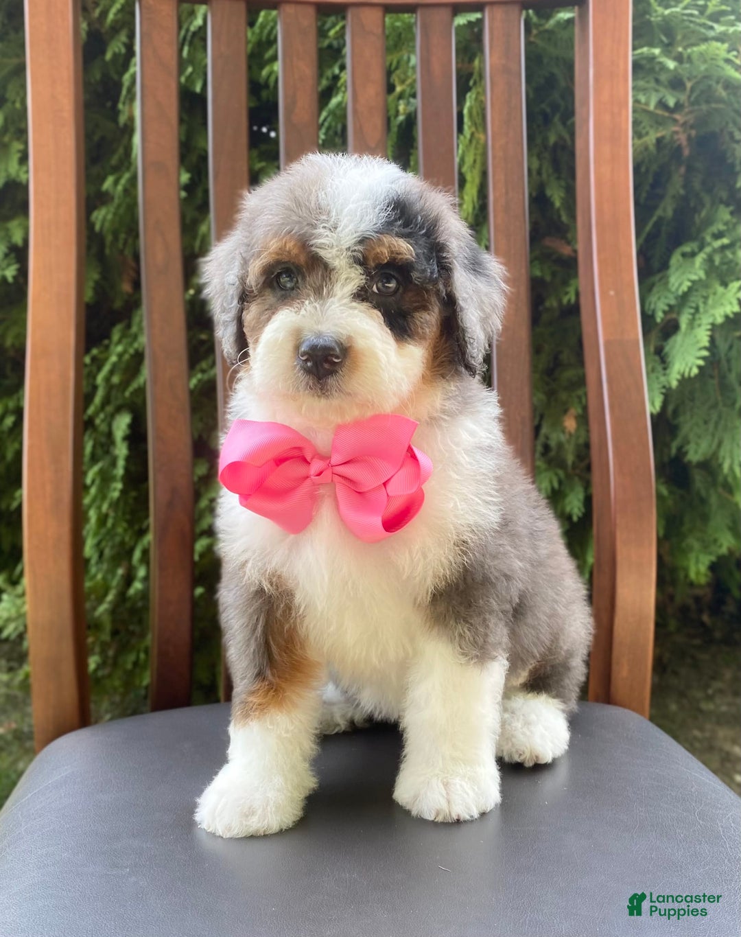 Bernedoodle dogs for sale: Angie - Image 6