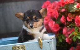 Welsh Corgi Pembroke dogs for sale: Angie - Image 3
