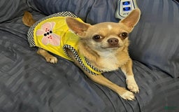 Pomchi dogs for sale: Cherry - Image 3