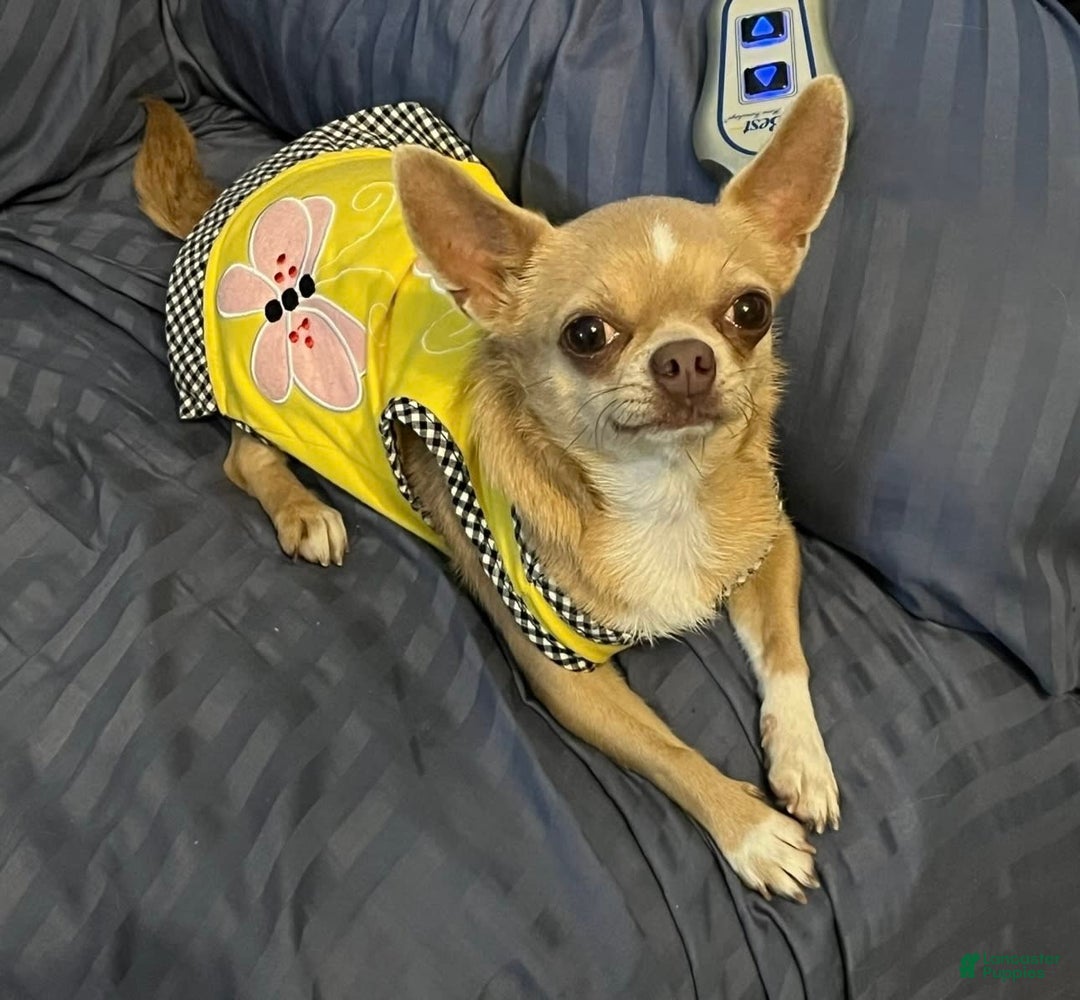 Pomchi dogs for sale: Cherry - Image 3