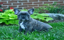 French Bulldog dogs for sale: Jozzy - Image 5