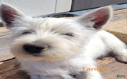 West Highland Terrier dogs for sale: Tango - Image 1