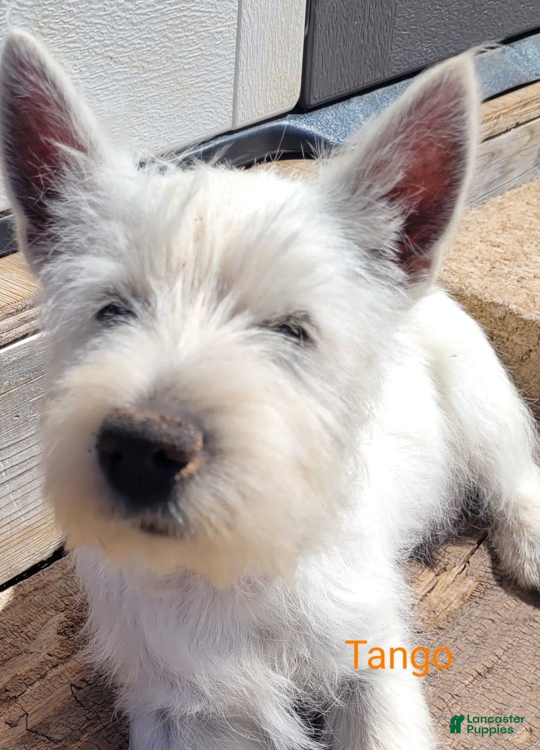 West Highland Terrier dogs for sale: Tango - Image 1