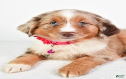 Miniature Australian Shepherd dogs for sale: Twilight - Image 2