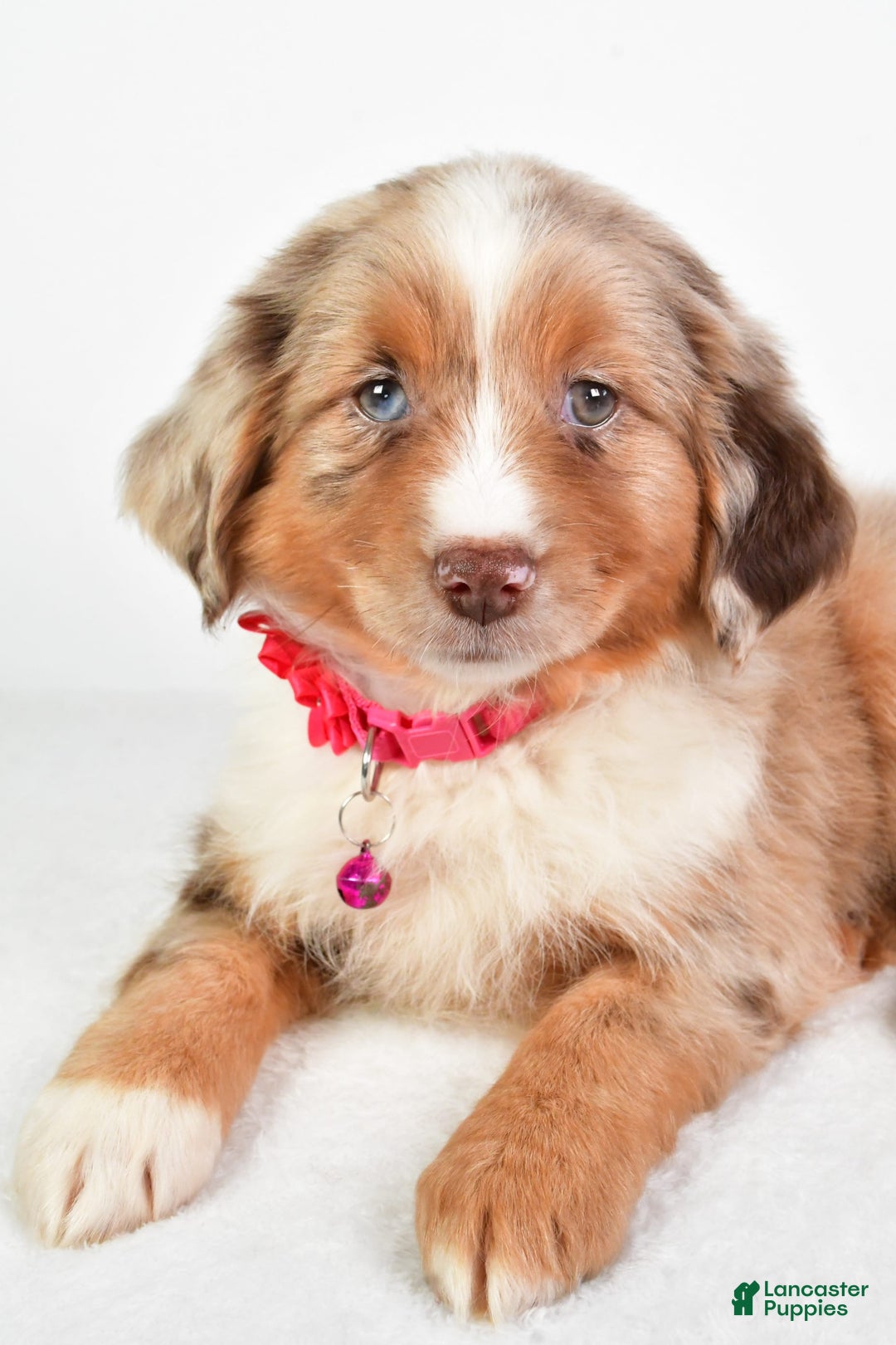 Miniature Australian Shepherd dogs for sale: Twilight - Image 2