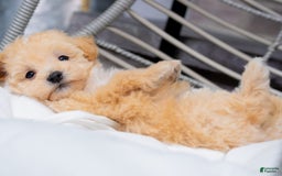 Maltipoo dogs for sale: Vander - Image 9