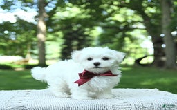 Maltese dogs for sale: Dakota - Image 14