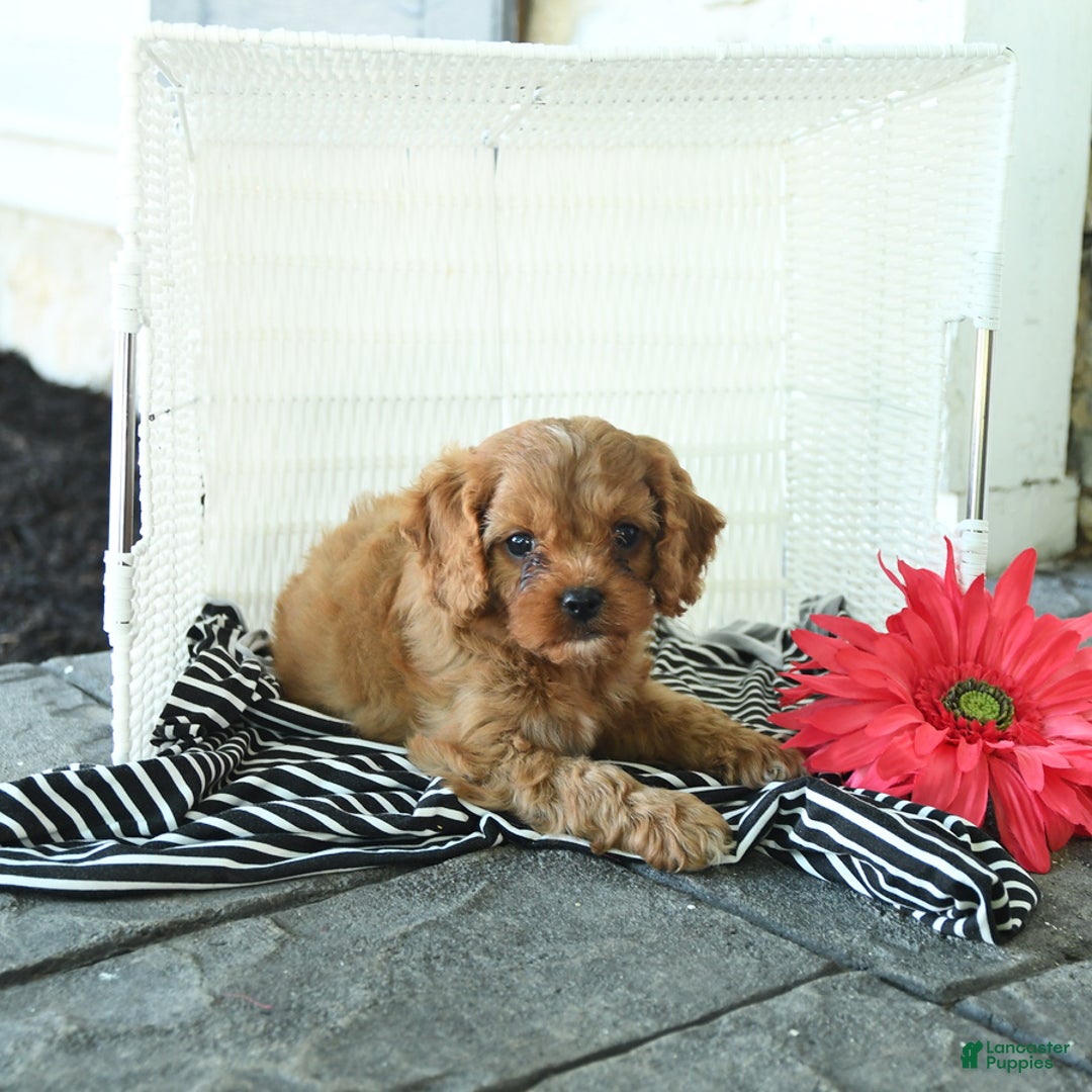 Cavapoo dogs for sale: Nacho - Image 4
