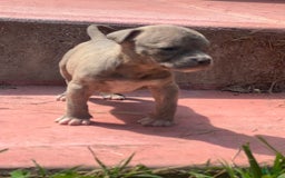 American Bully dogs for sale: Minnie - Image 3