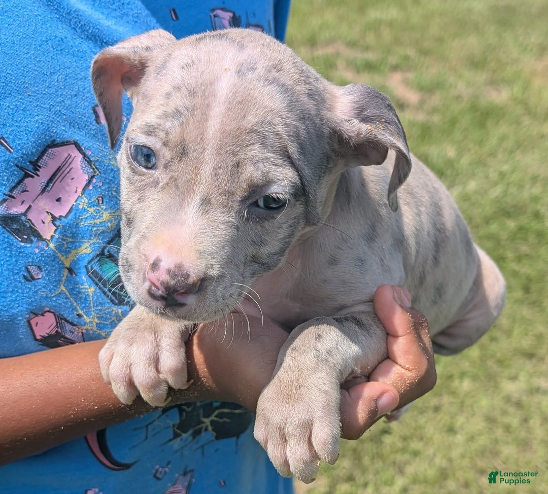 American Bully dogs for sale: Green Girl - Image 18