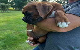 Boxer dogs for sale: Boxer 3 puppies - Image 5