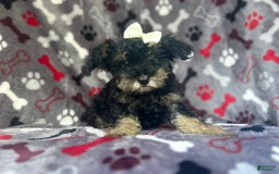 Miniature Schnauzer dogs for sale: Lilo - Image 9