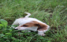 Miniature Dachshund dogs for sale: Daisy - Image 2