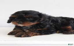 Cavapoo dogs for sale: Skye - Image 5