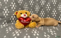Miniature Dachshund dogs for sale: Cream Male - Image 3