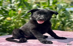 German Shepherd dogs for sale: Shadow - Image 1
