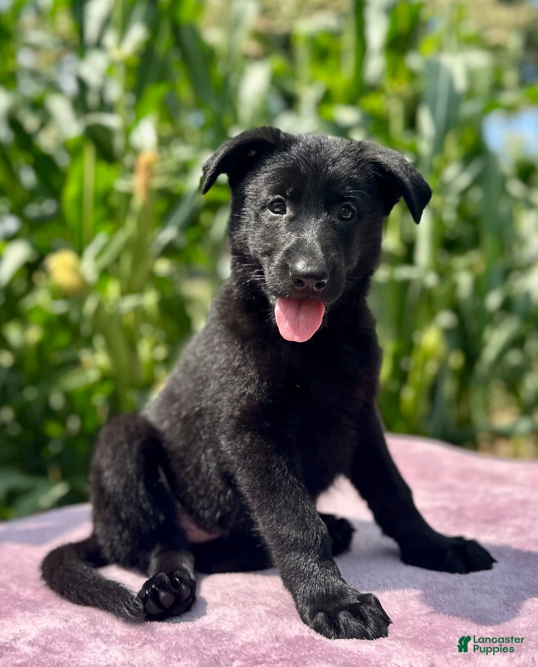 German Shepherd dogs for sale: Shadow - Image 1